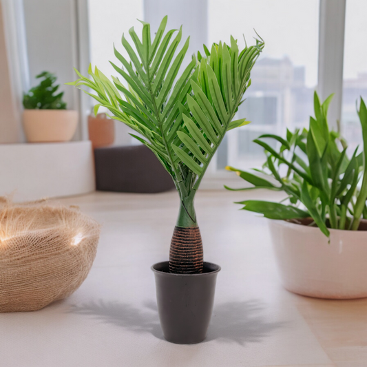 BOTTELE PALM Dekspace
