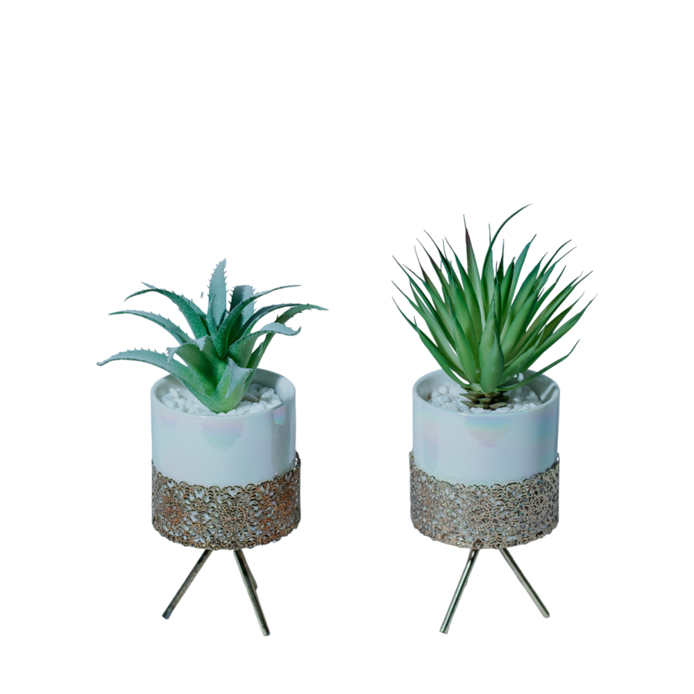 Elegant Miniature Succulent Planters Dekspace