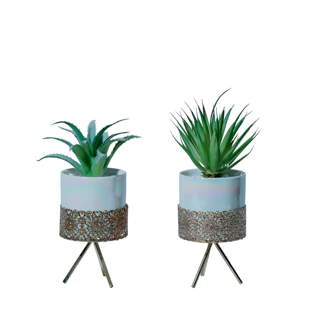 Elegant Miniature Succulent Planters Dekspace