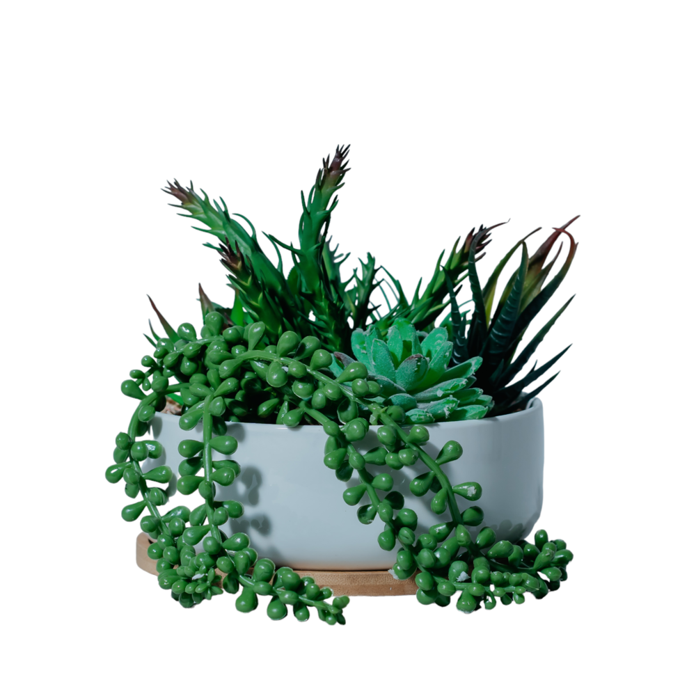 Succulent Garden in Ceramic Planter Dekspace
