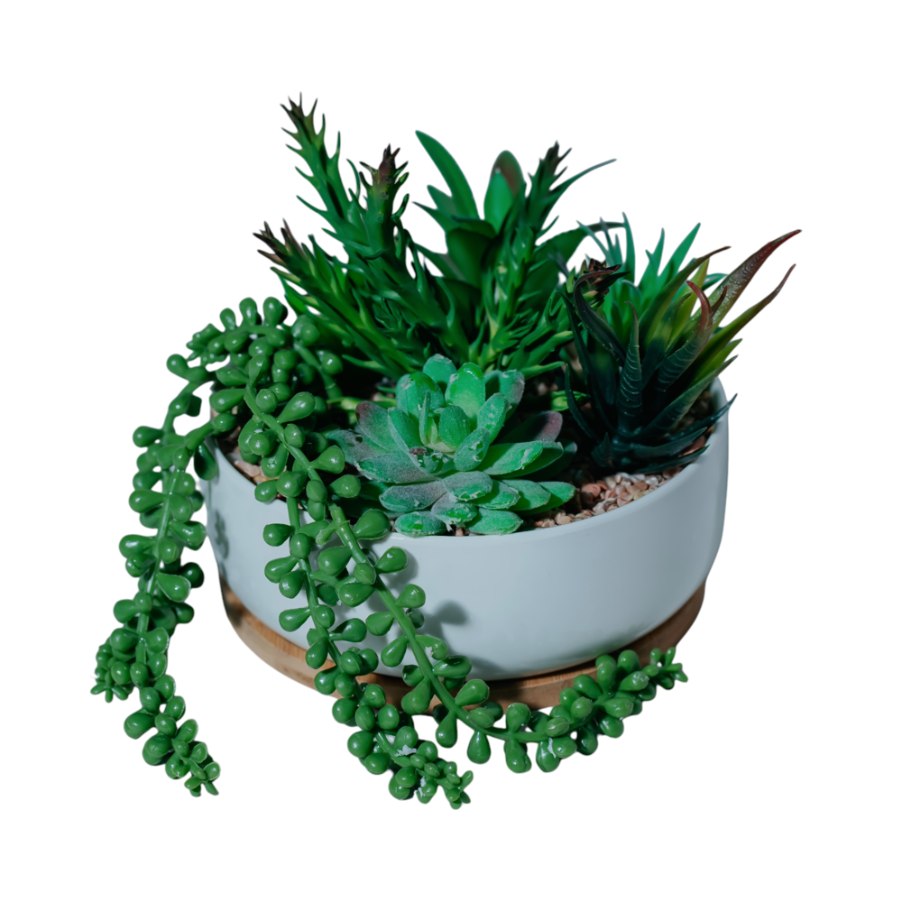 Succulent Garden in Ceramic Planter Dekspace