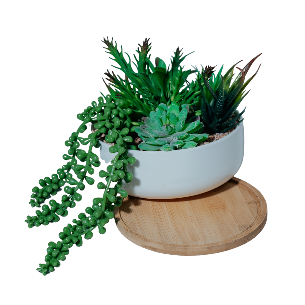 Succulent Garden in Ceramic Planter Dekspace