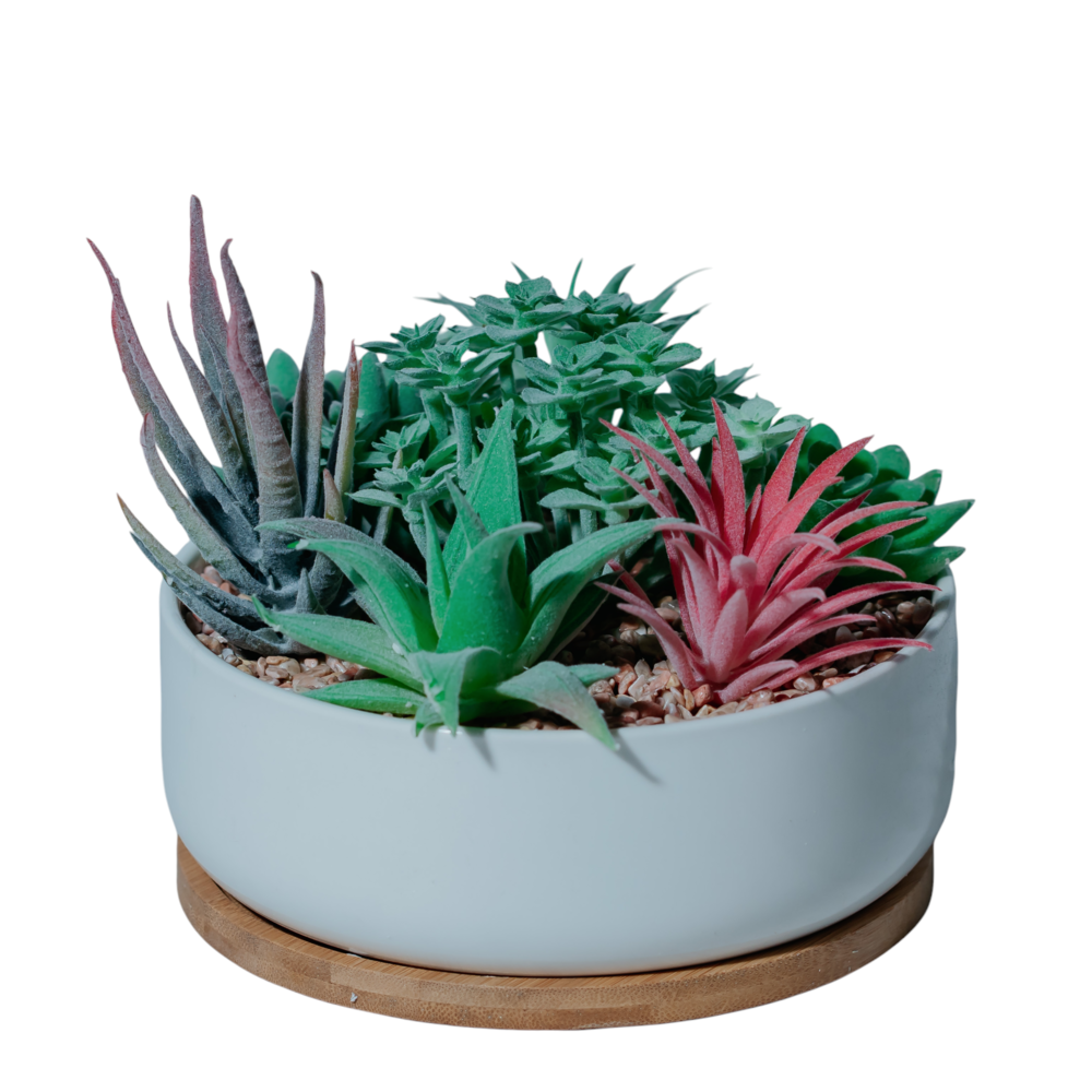 Multi-Succulent Arrangement in Ceramic Bowl Dekspace