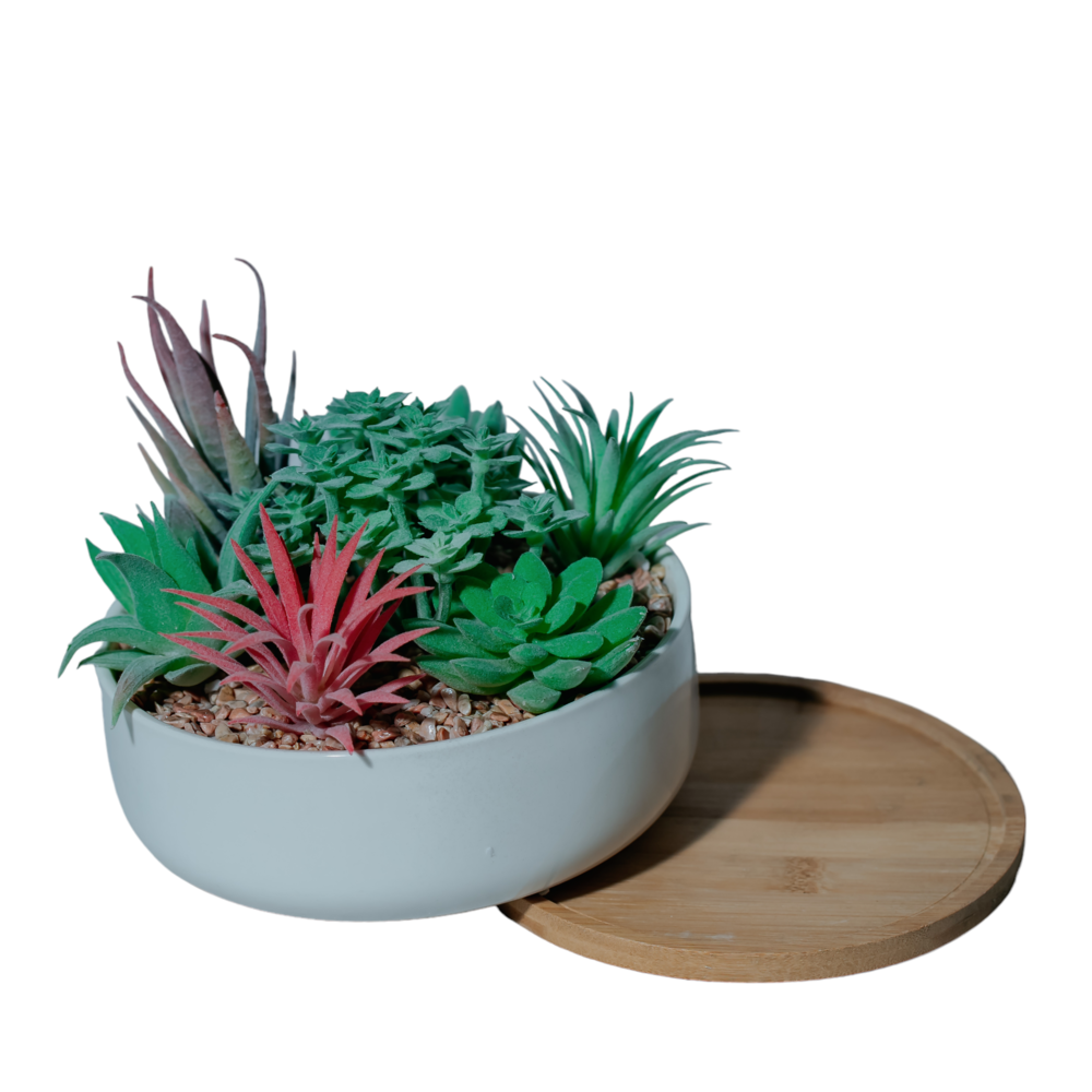 Multi-Succulent Arrangement in Ceramic Bowl Dekspace