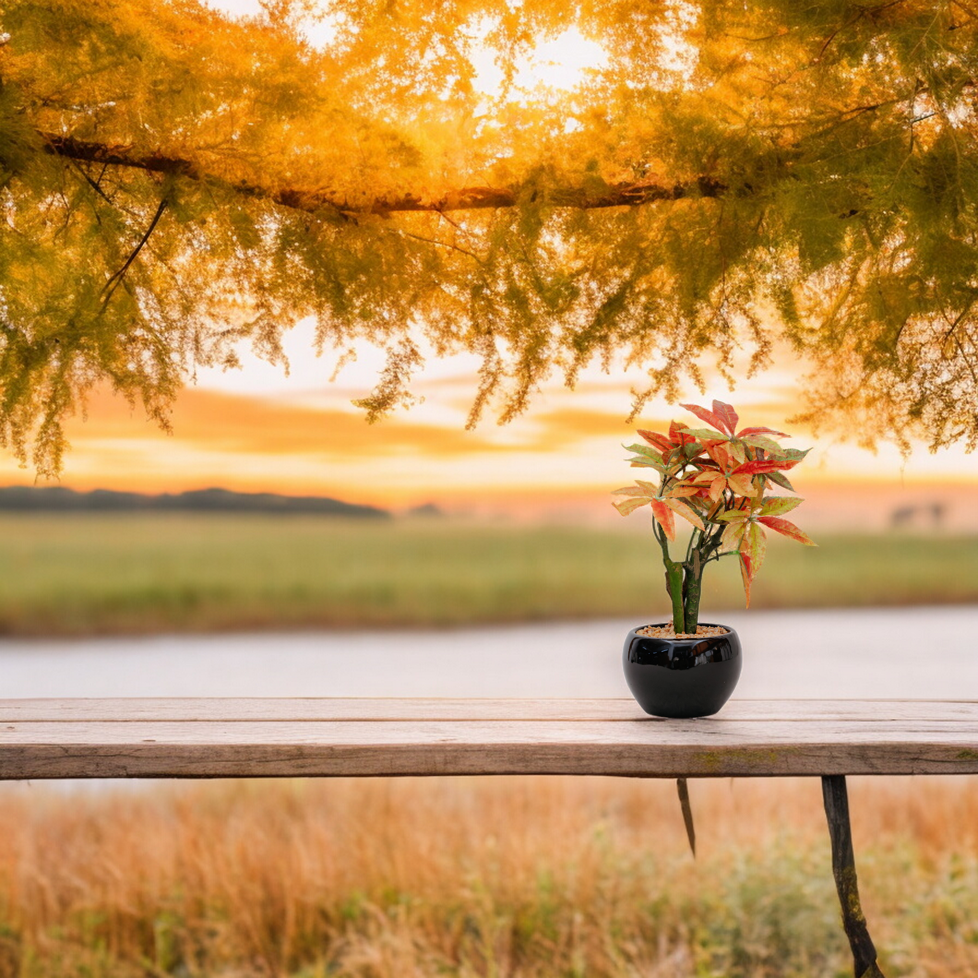 JAPANESE MAPLE Dekspace