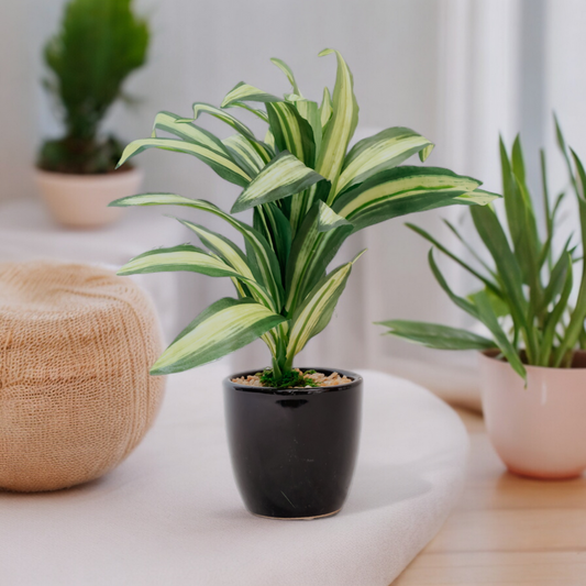DRACAENA GREEN Dekspace