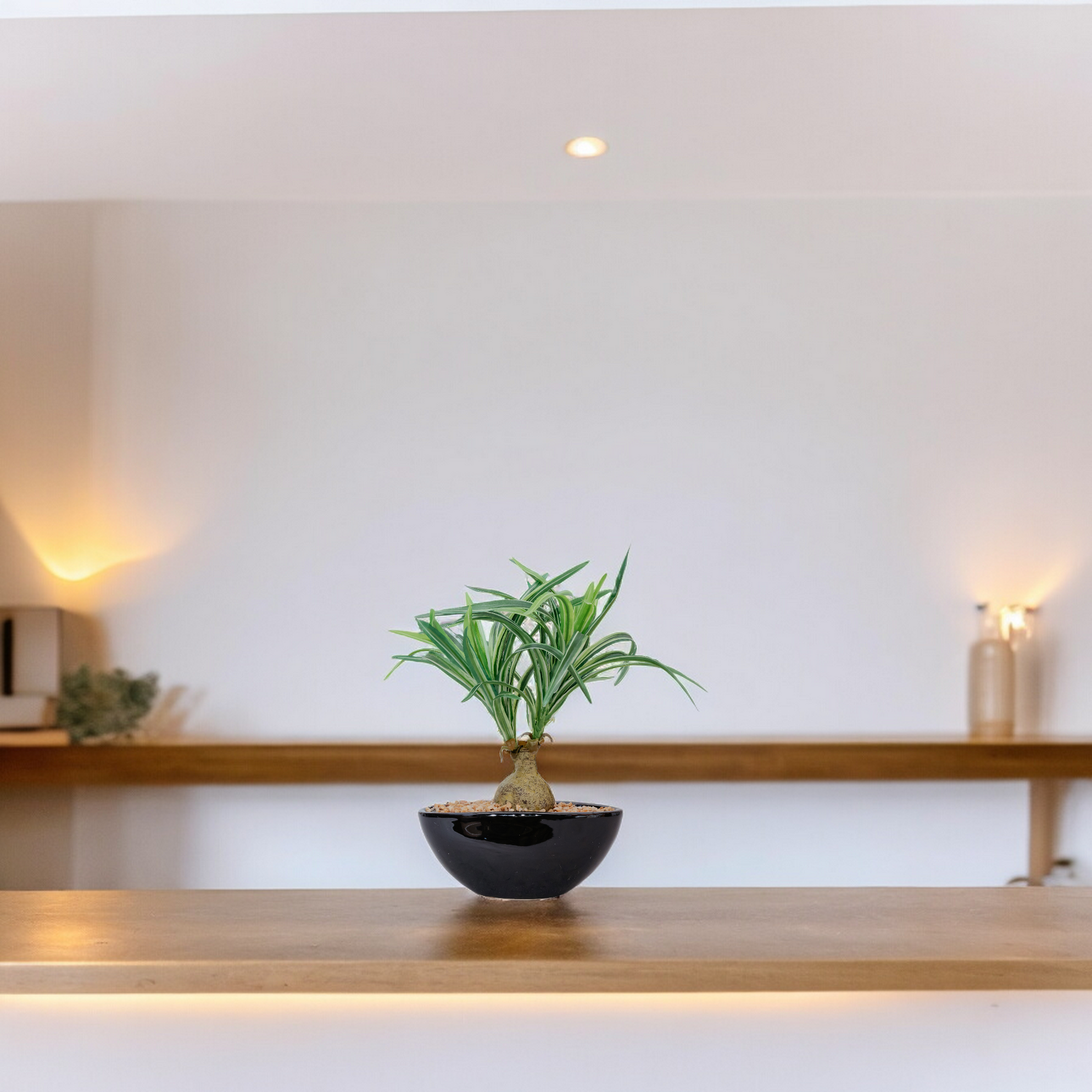 NOLINA Artificial plant Dekspace