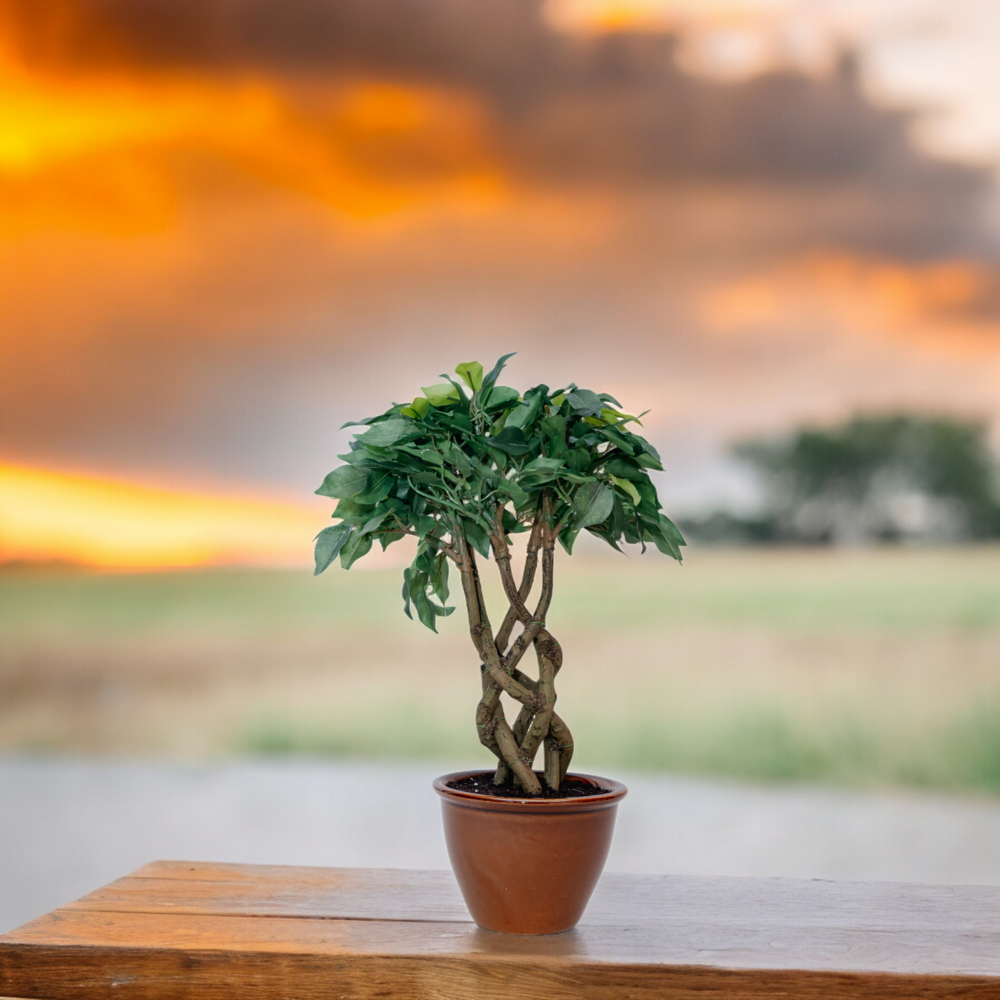 FICUS Eververdant Dekspace