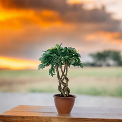 FICUS Eververdant Dekspace