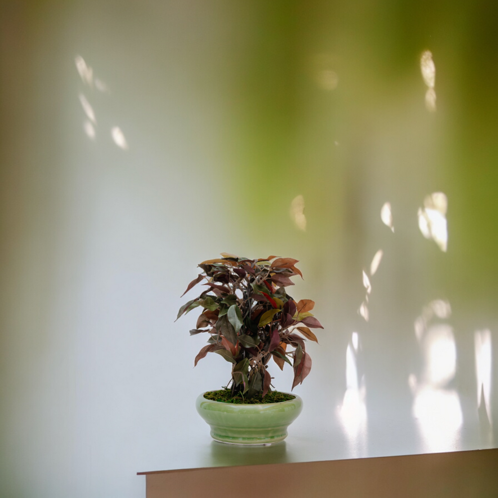 FICUS LeafLife Dekspace