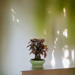 FICUS LeafLife Dekspace