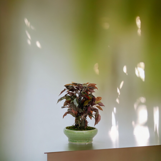 FICUS LeafLife Dekspace