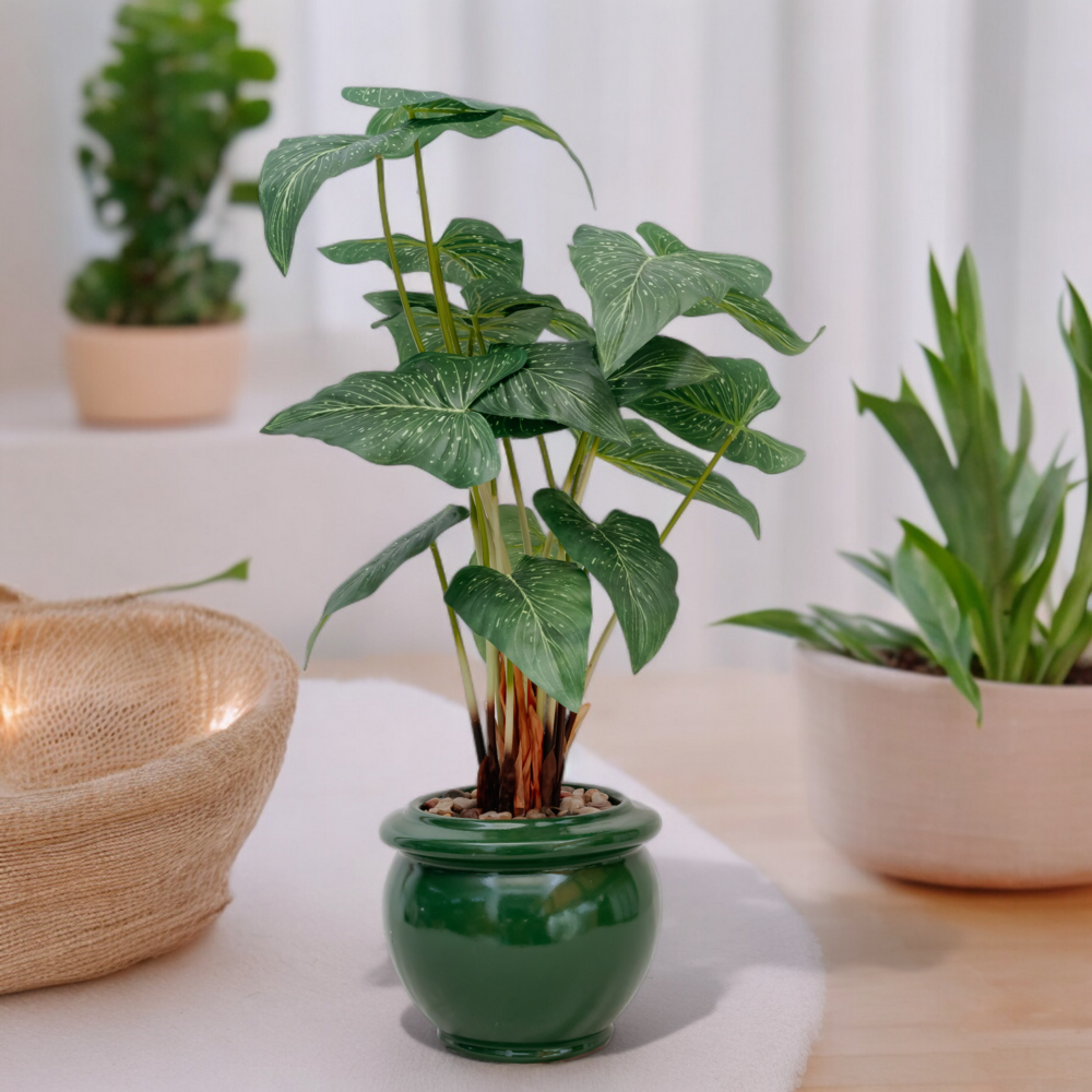 CALADIUM Dekspace