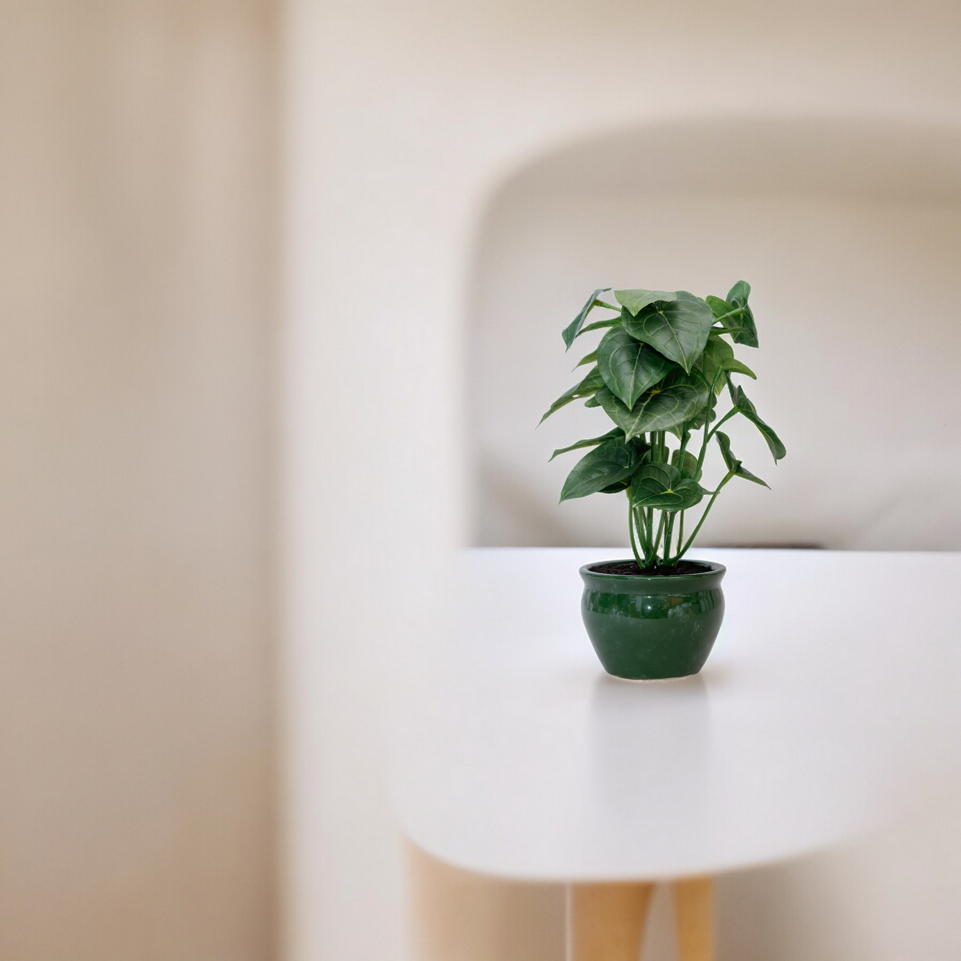 jatropha artificial plant Dekspace