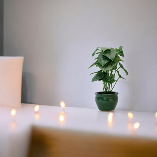 jatropha artificial plant Dekspace