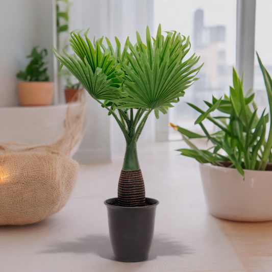 Fan Palm Dekspace