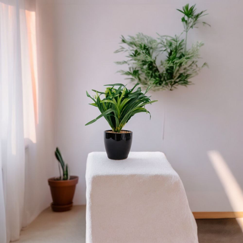 DRACAENA Dekspace