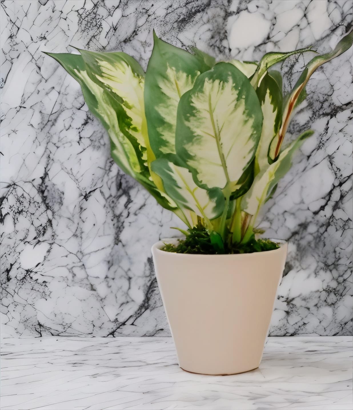 DIEFFENBACHI A PLANT Dekspace
