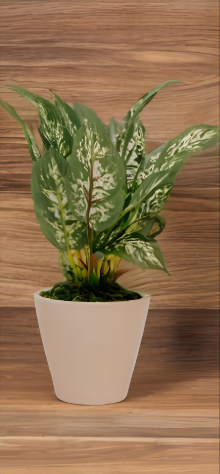 DIEFFENBACHI  A PLANT Dekspace